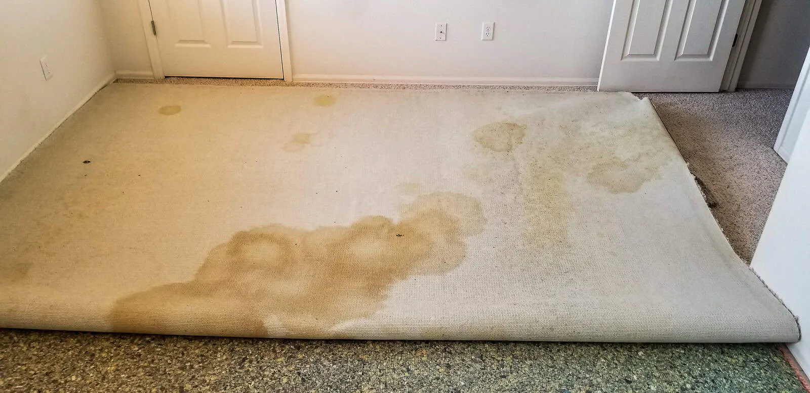 Rug Stain Removal